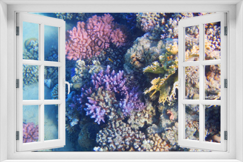 Fototapeta Naklejka Na Ścianę Okno 3D - coral reef in egypt