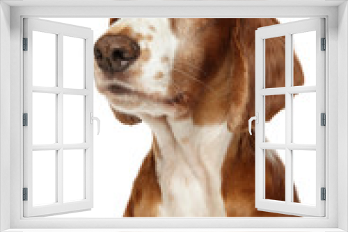 Fototapeta Naklejka Na Ścianę Okno 3D - Portrait of a Welsh Springer Spaniel dog