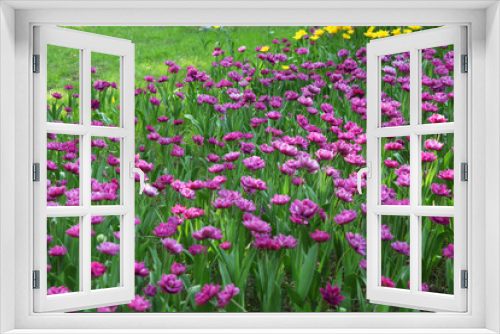 Fototapeta Naklejka Na Ścianę Okno 3D - Huge field of lilac tulips on a Sunny day