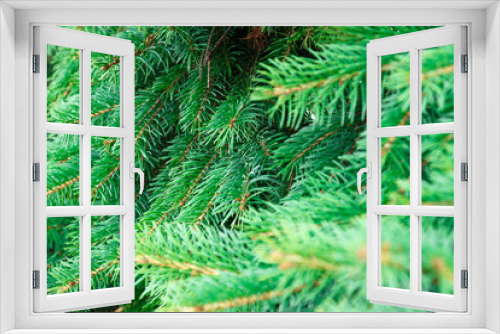 Fototapeta Naklejka Na Ścianę Okno 3D - Beautiful spiky green spruce branches as background