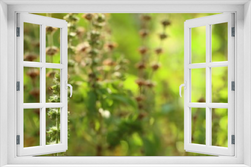 Fototapeta Naklejka Na Ścianę Okno 3D - basil plant in garden