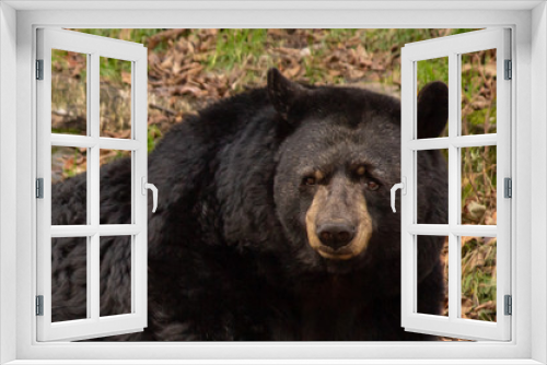 Fototapeta Naklejka Na Ścianę Okno 3D - Black Bear Portrait
