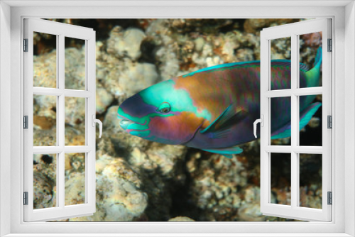 Fototapeta Naklejka Na Ścianę Okno 3D - Colorful Parrot Fish