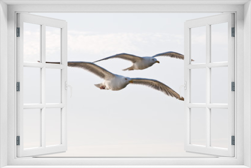 Fototapeta Naklejka Na Ścianę Okno 3D - Möve