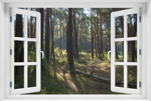 Fototapeta Naklejka Na Ścianę Okno 3D - Wald bei Julisruh auf Insel Rügen