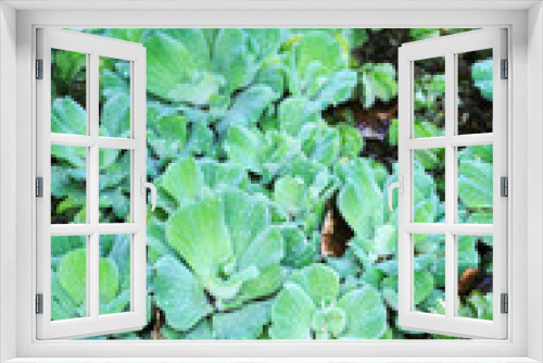 Fototapeta Naklejka Na Ścianę Okno 3D - Pistia  (Water cabbage) -  detail