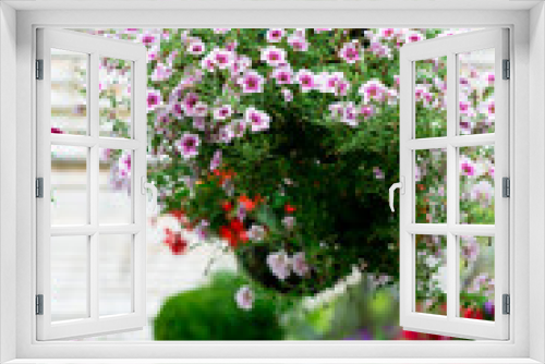 Fototapeta Naklejka Na Ścianę Okno 3D - Flowers in nature.