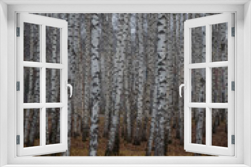 Fototapeta Naklejka Na Ścianę Okno 3D - white birch trees in late autumn
