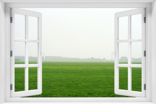 Fototapeta Naklejka Na Ścianę Okno 3D - Landscape of misty morning field. Cows in a foggy field. Misty Landscape in the Netherlands.