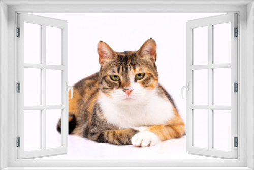 Fototapeta Naklejka Na Ścianę Okno 3D - Pet animal; cute cat indoor. Cute kitten cat.