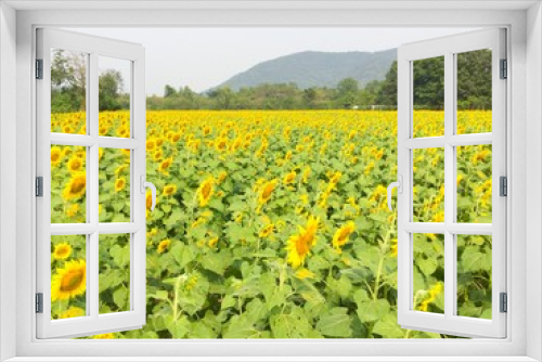 Fototapeta Naklejka Na Ścianę Okno 3D - yellow land sunflower field beautiful fresh time