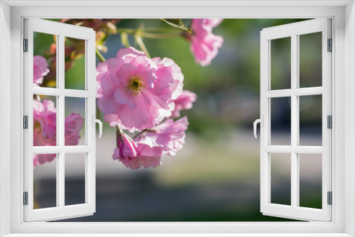 Fototapeta Naklejka Na Ścianę Okno 3D - Spring beautiful pink cherry sakura tree blossom