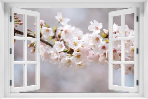 Fototapeta Naklejka Na Ścianę Okno 3D - 桜の花　春イメージ