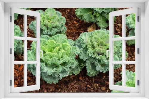 Fototapeta Naklejka Na Ścianę Okno 3D - Ornamental Cabbage