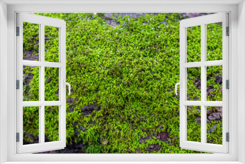 Fototapeta Naklejka Na Ścianę Okno 3D - Beautiful Green Moss