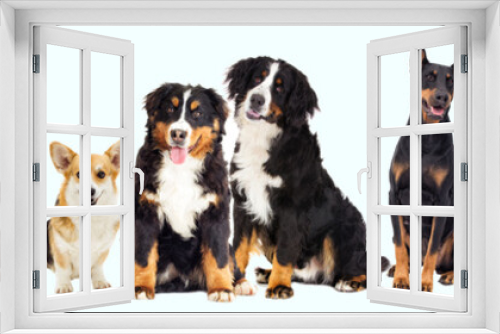 Fototapeta Naklejka Na Ścianę Okno 3D - set of pets, dogs
