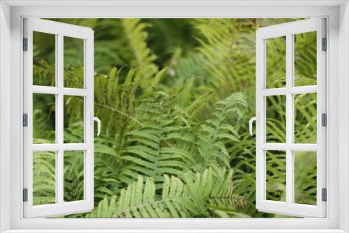 Fototapeta Naklejka Na Ścianę Okno 3D - botanical garden vienna