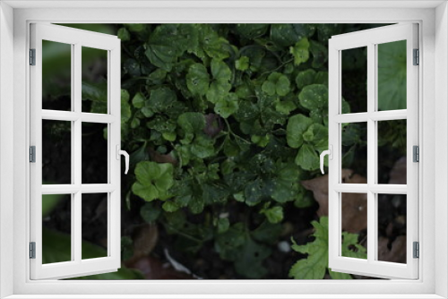 Fototapeta Naklejka Na Ścianę Okno 3D - botanical garden vienna