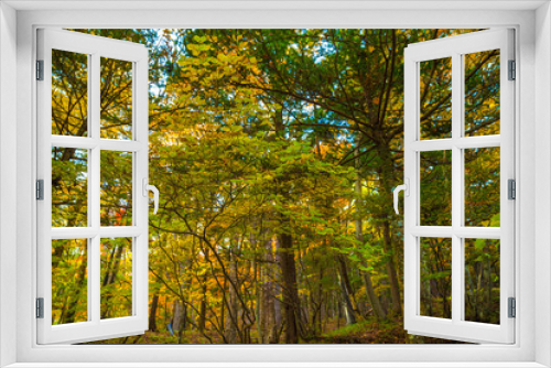 Fototapeta Naklejka Na Ścianę Okno 3D - Colorful autumn tree forest serenity scene