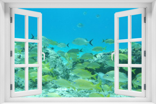Fototapeta Naklejka Na Ścianę Okno 3D - Mexico Cozumel Summer Under water Malinelife Snappers