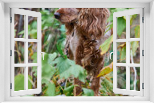 Fototapeta Naklejka Na Ścianę Okno 3D - red dog Spaniel stands on an old fallen tree in the forest