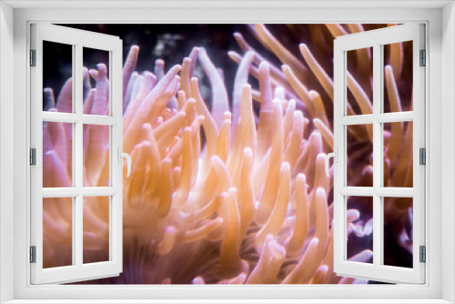 Fototapeta Naklejka Na Ścianę Okno 3D - corals in a marine aquarium