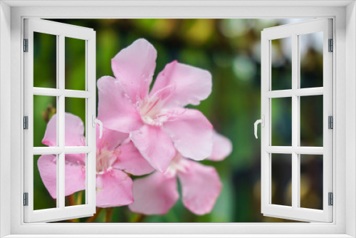 Fototapeta Naklejka Na Ścianę Okno 3D - pink nerium oleander flower