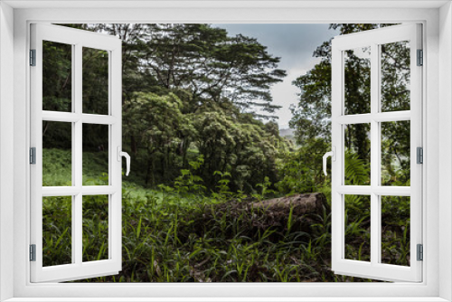 Fototapeta Naklejka Na Ścianę Okno 3D - Fallen Log in Kauai Rainforest