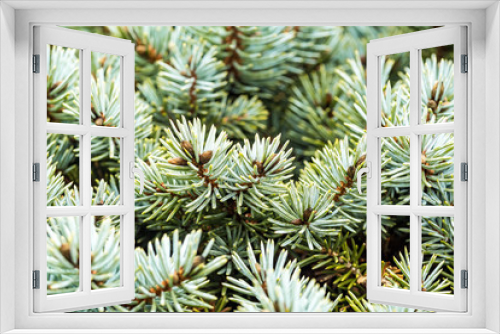 Fototapeta Naklejka Na Ścianę Okno 3D - pale green pine tree needles background texture
