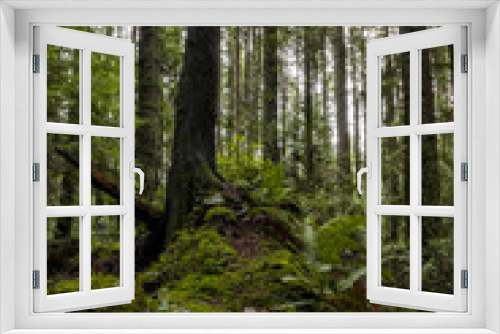 Fototapeta Naklejka Na Ścianę Okno 3D - small bump near tall trees covered in green mosses inside forest 
