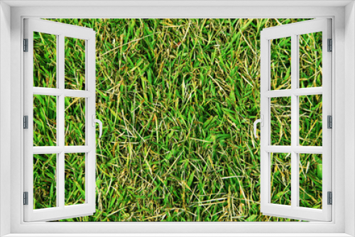 Fototapeta Naklejka Na Ścianę Okno 3D - Green grass texture background