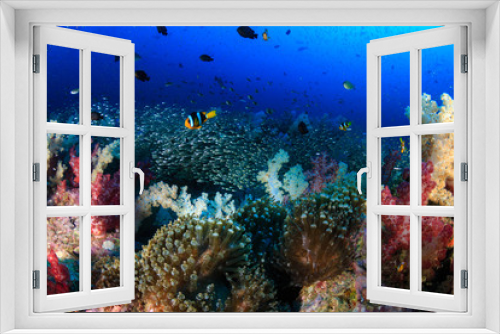 Fototapeta Naklejka Na Ścianę Okno 3D - A beautful, colorful and healthy tropical coral reef (Richelieu Rock, Thailand)