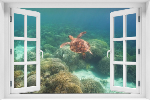 Fototapeta Naklejka Na Ścianę Okno 3D - Sea turtle swimming underwater over corals. Sea turtle moves its flippers in the ocean under water. Wonderful and beautiful underwater world. Diving and snorkeling in the tropical sea. Philippines.