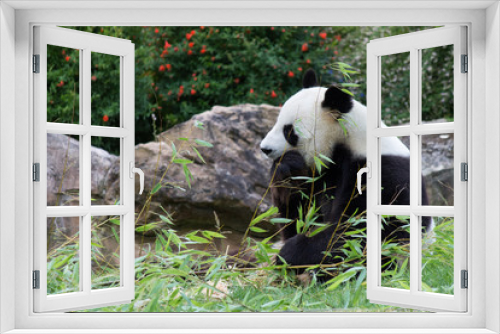 Fototapeta Naklejka Na Ścianę Okno 3D - Le régal du panda