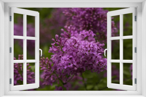 Fototapeta Naklejka Na Ścianę Okno 3D - Purple Lilacs