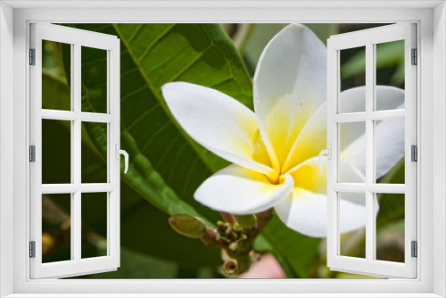 Fototapeta Naklejka Na Ścianę Okno 3D - White plumeria flower in foliage