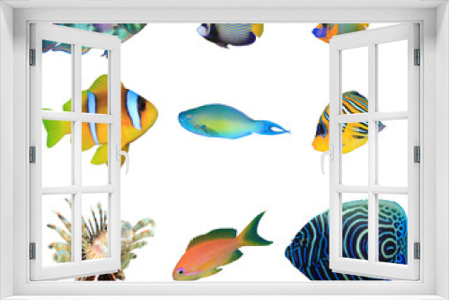 Fototapeta Naklejka Na Ścianę Okno 3D - Tropical reef fish isolated on white background 