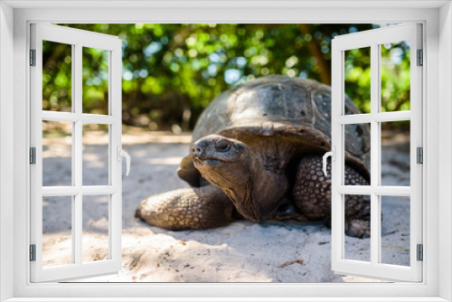 Fototapeta Naklejka Na Ścianę Okno 3D - Aldabra giant tortoise, Turtle in Seychelles on the beach near to Praslin