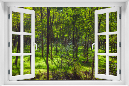 Fototapeta Naklejka Na Ścianę Okno 3D - shadow in green forest