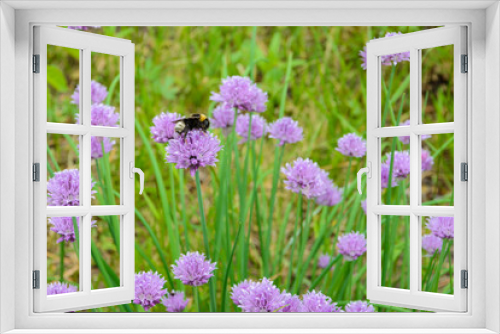 Fototapeta Naklejka Na Ścianę Okno 3D - Large fluffy bumblebee (bombus terrestris) pollinating purple 