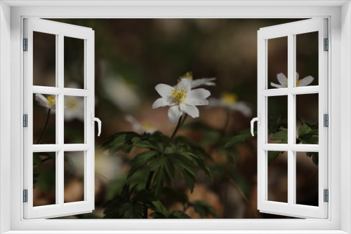 Fototapeta Naklejka Na Ścianę Okno 3D - Fleurs
