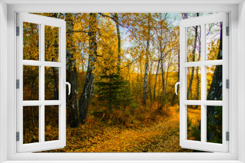 Fototapeta Naklejka Na Ścianę Okno 3D - Siberian autumn forest