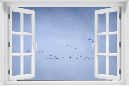 Fototapeta Naklejka Na Ścianę Okno 3D - Flying group of birds