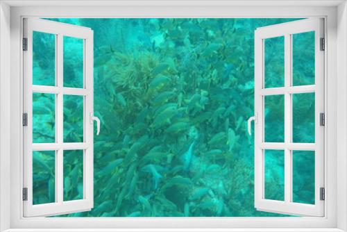Fototapeta Naklejka Na Ścianę Okno 3D - Cardumen de peces amarillos y de tonos rojizos