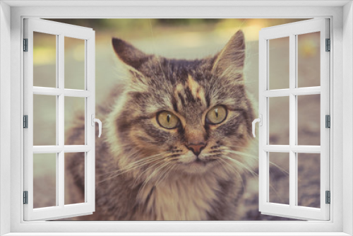Fototapeta Naklejka Na Ścianę Okno 3D - Photo of a beautiful fluffy cat. Pets.