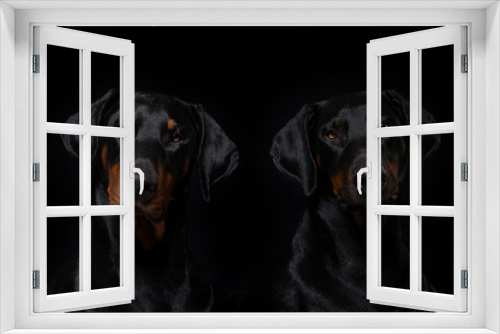 Fototapeta Naklejka Na Ścianę Okno 3D - Two doberman dogs on black background
