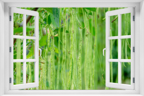 Fototapeta Naklejka Na Ścianę Okno 3D - Long bean in farmer farm