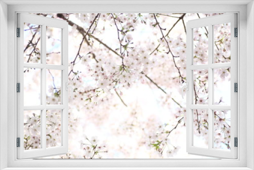 Fototapeta Naklejka Na Ścianę Okno 3D - 朝日を浴びる桜の花