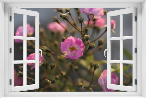 Fototapeta Naklejka Na Ścianę Okno 3D - Pink Flower