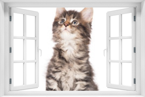 Fototapeta Naklejka Na Ścianę Okno 3D - Maine Coon kitten